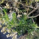 Baccharis dracunculifolia Frunză