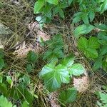 Rubus hispidus Yaprak