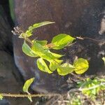 Lantana trifolia Leaf