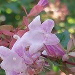 Abelia chinensis Flower