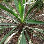 Furcraea foetida Leaf