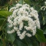 Ehretia macrophylla Flower