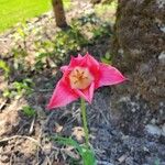 Tulipa didieri 花