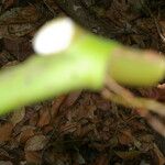 Syngonium angustatum Bark