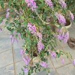 Buddleja lindleyana Flor