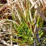 Carex pensylvanica പുഷ്പം
