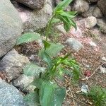 Epipactis phyllanthes पत्ता