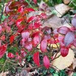 Vaccinium angustifolium Folio