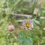 Trifolium grandiflorum Květ