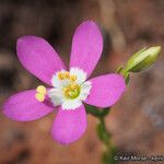 Zeltnera venusta Flor
