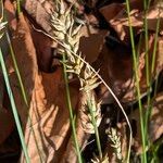 Carex divulsa Fruit