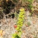 Sideritis montana Fula