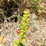 Sideritis montana Flower