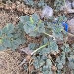 Datura discolor Leaf