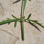 Verbena officinalis Lapas