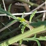 Scrophularia striata Rhisgl