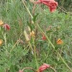 Oenothera stricta Цветок