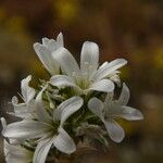 Arenaria aggregata 花