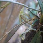 Angraecum moandense Flor