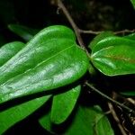 Smilax glauca ഇല