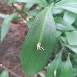 Ruscus hypophyllum Blatt