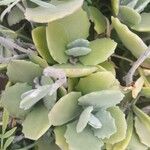 Kalanchoe millotii برگ