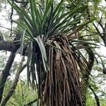 Aechmea distichantha Habit