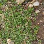 Stellaria apetala Leaf