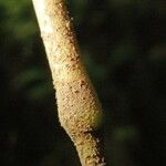 Panicum stoloniferum Bark