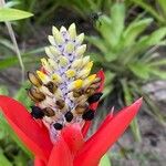 Aechmea lamarchei Otro