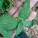 Rubus foliosus Liść