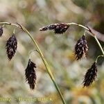 Carex atrofusca Plod