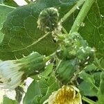 Sonchus oleraceus Квітка