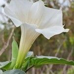Datura innoxia Çiçek