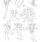 Pycnandra litseiflora अन्य