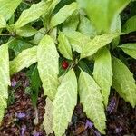 Aucuba japonica 葉