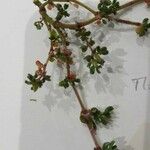 Frankenia pulverulenta Hoja