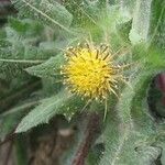 Centaurea benedicta Flors