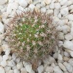 Rebutia neocumingii 葉