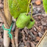 Actinidia arguta Fruit