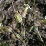 Silene douglasii Habitus