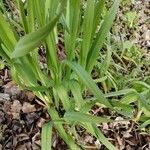 Carex baldensis Leaf