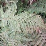 Polystichum braunii Blad