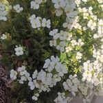 Arabis alpina फूल