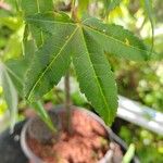 Acer campbellii Lapas