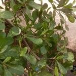 Terminalia mantaly Blad