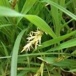 Carex hirta 花