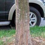 Carpinus japonica പുറംതൊലി