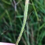 Dichanthium aristatum Flors