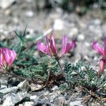 Astragalus echinatus Habit